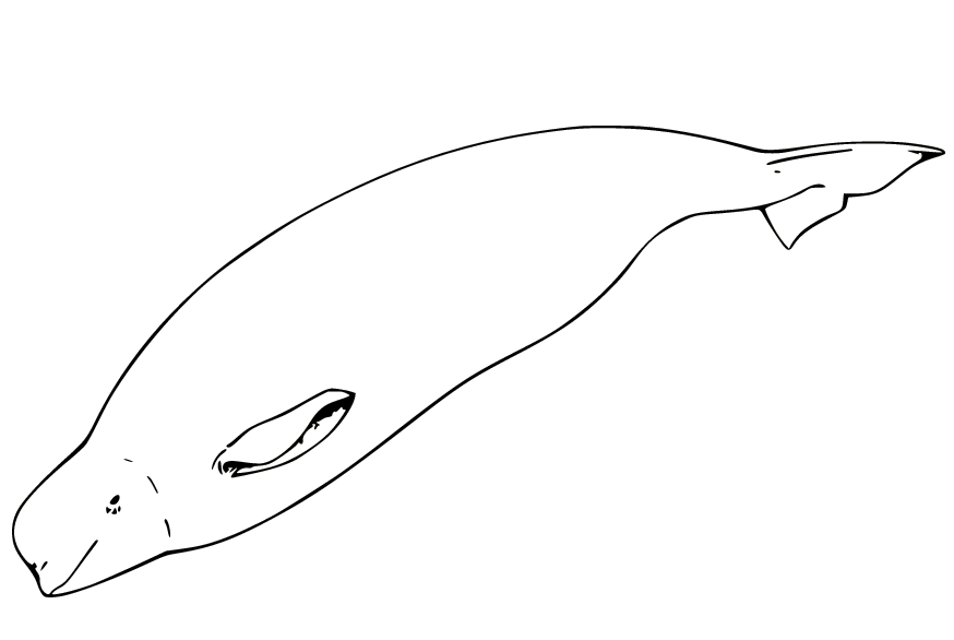 Whale coloring pages printable for free download