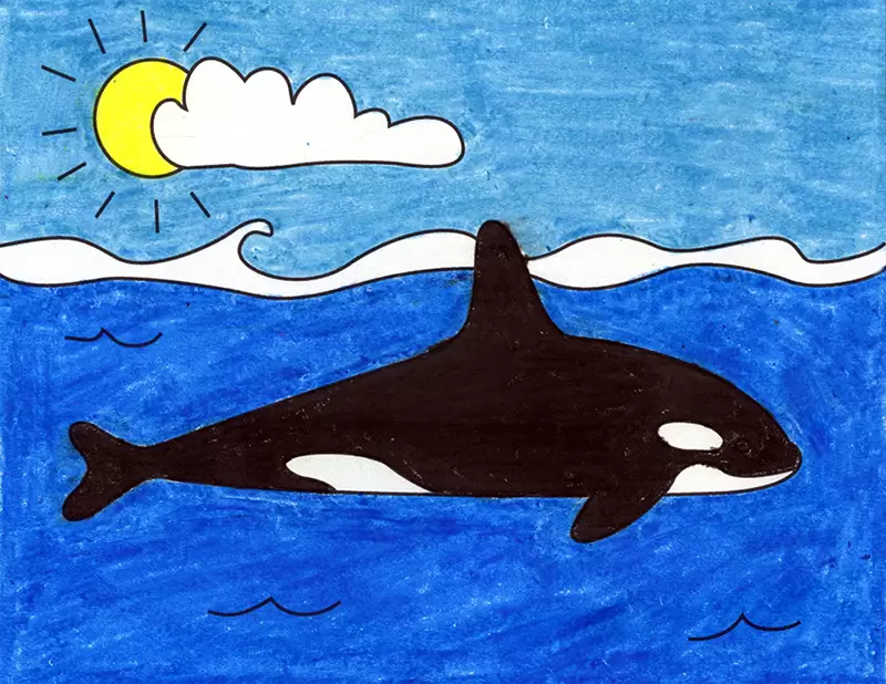 Easy how to draw a killer whale tutorial and whale coloring page