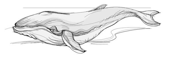 How to draw a humpback whale with a pencil step