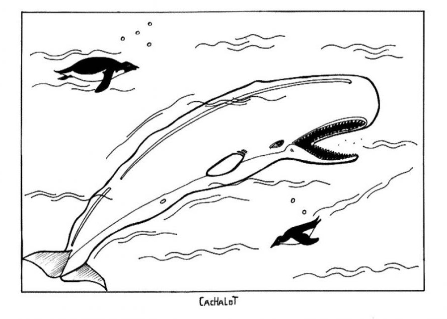 Free printable whale coloring pages for kids