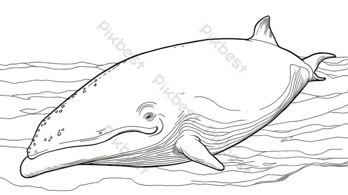 Whale coloring pages free printable backgrounds jpg free download