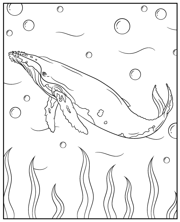 Printable coloring page humpback whale