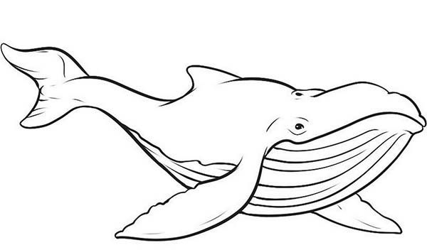 Picture of blue whale coloring page whale coloring pages shark coloring pages animal coloring pages