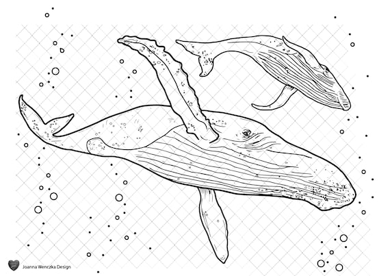 Humpback whales colouring page printable coloring page for adults children instant download whale coloring page whale coloring sheet print instant download