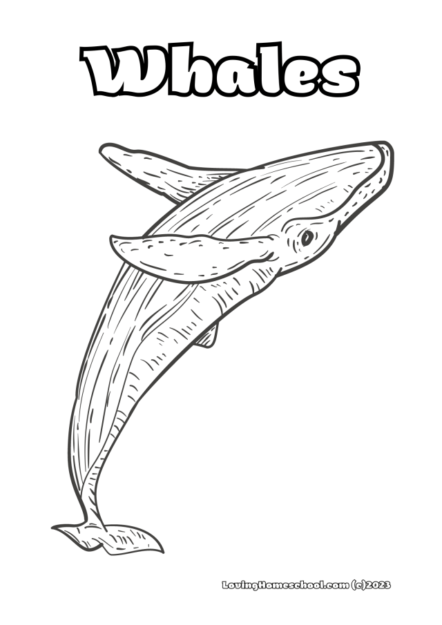 Free whale coloring pages