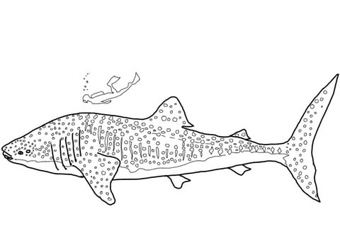 Whale shark coloring page free printable coloring pages