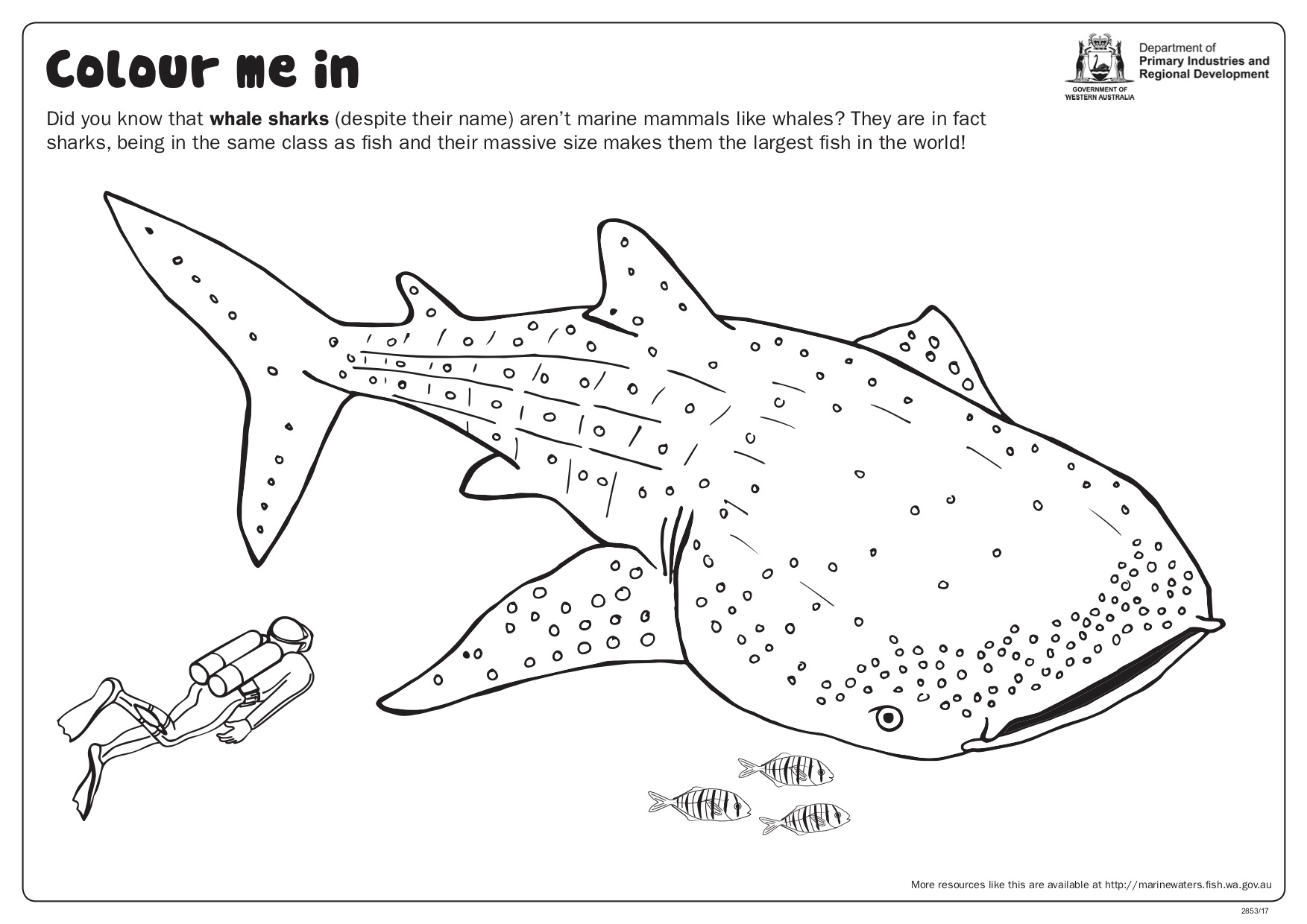 Y fun sheet whale shark