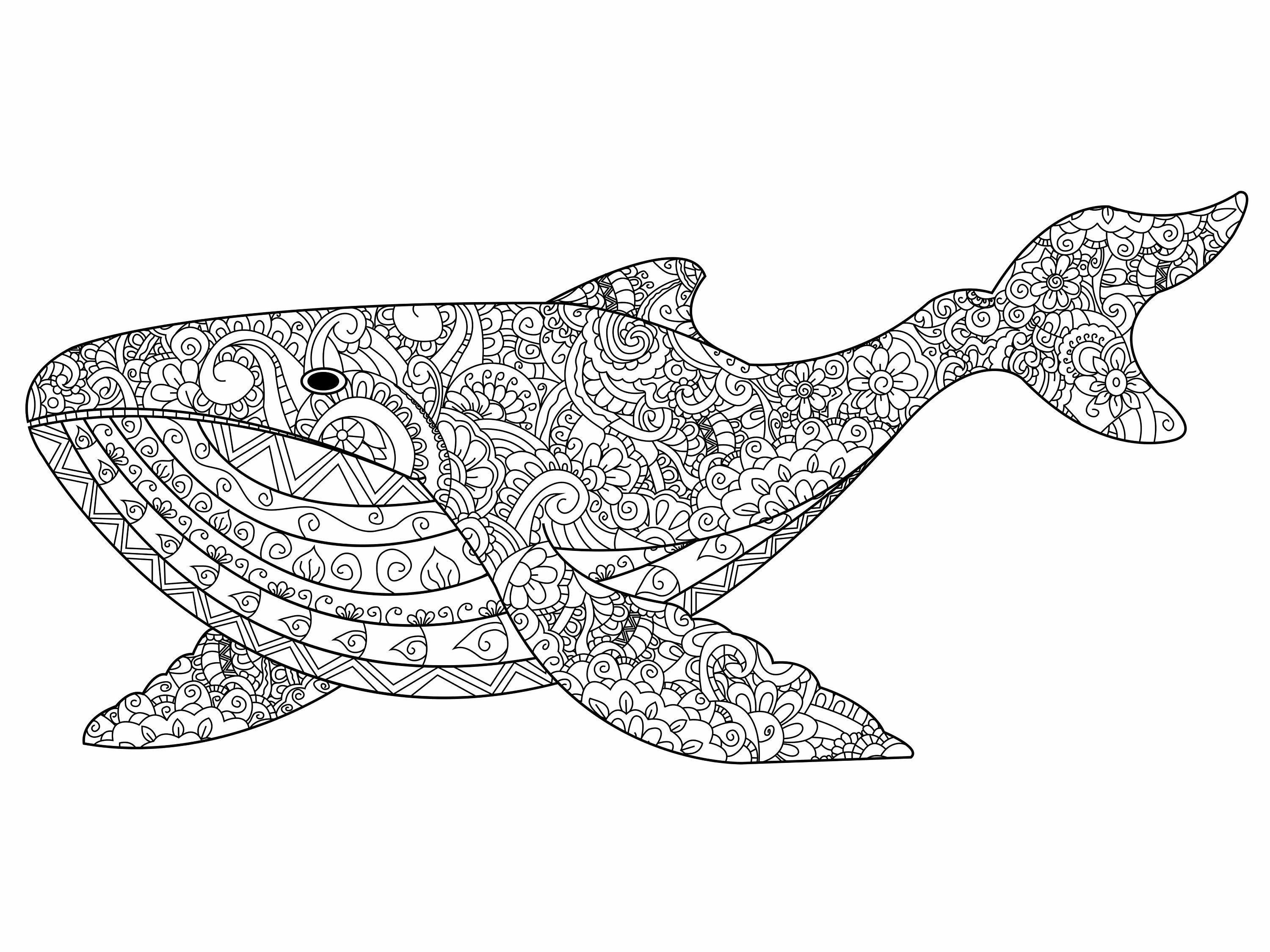 Whale digital printable coloring page medium difficulty