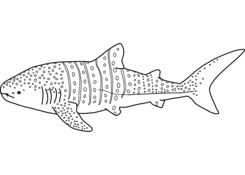 Whale shark coloring page free printable coloring pages