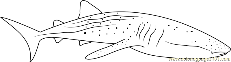 Whale shark diver coloring page for kids