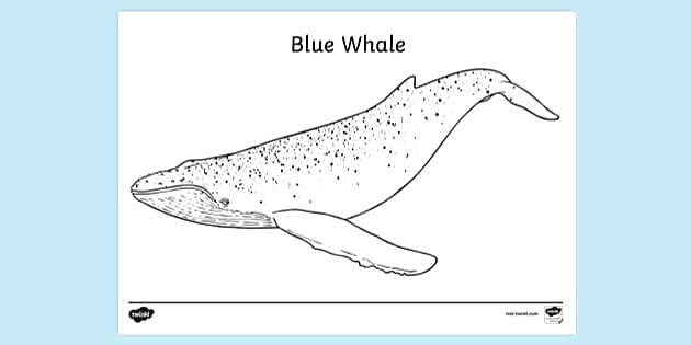 Blue whale louring sheet louring sheets teacher made