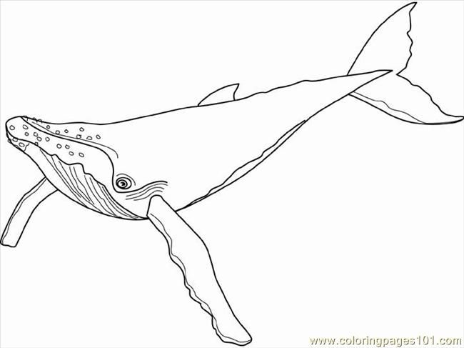 Humpback whale drawing humpback whale coloring page whale coloring pages animal kingdom colouring book coloring pages