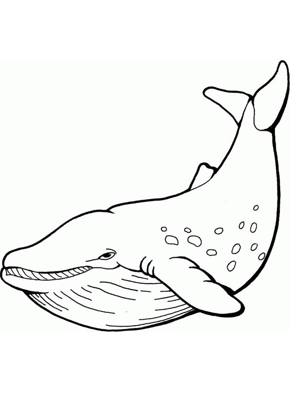 Coloring pages blue whale coloring pages for kids
