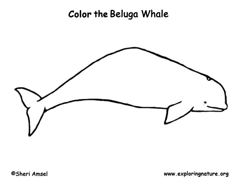 Whale beluga coloring page