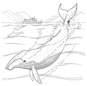 Humpback whale coloring pages free coloring pages