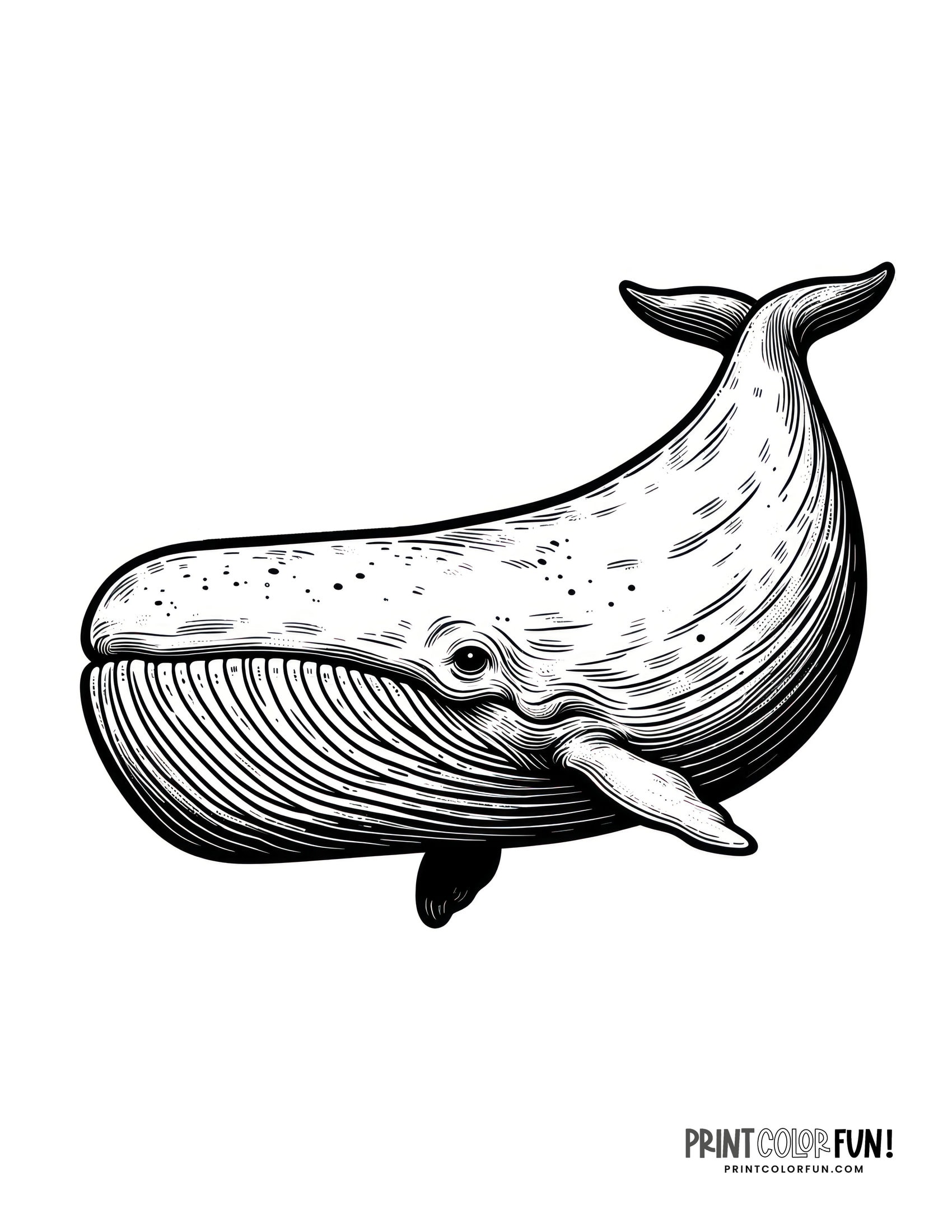 Whale drawings clipart add a splash of creativity fun to learning adventures at