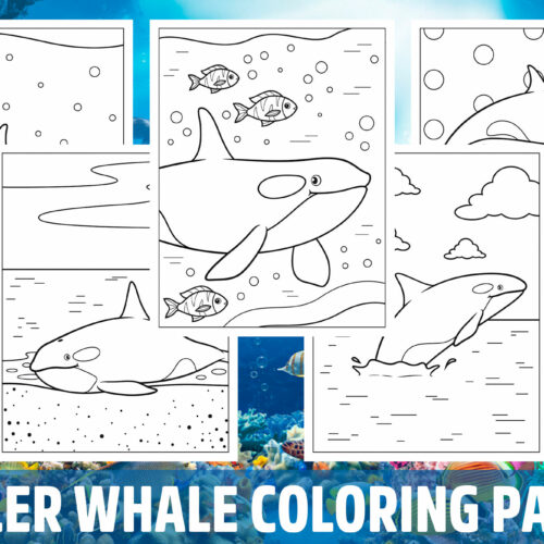 Killer whale coloring pages for kids girls boys teens birthday school activity made by teachers