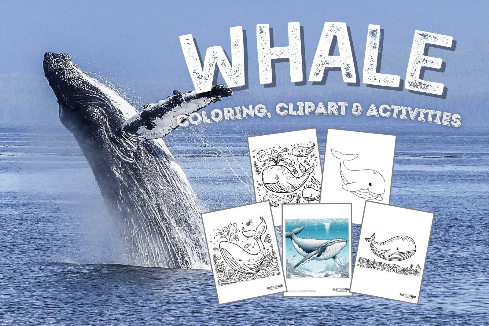 Whale drawings clipart add a splash of creativity fun to learning adventures at