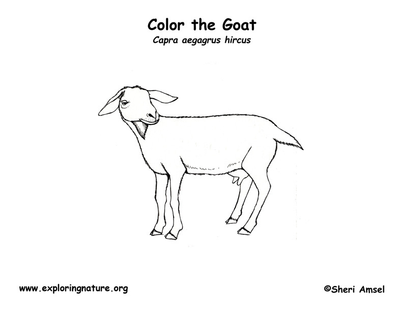 Goat coloring page