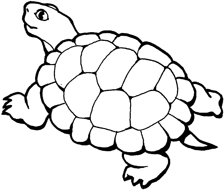 Turtle coloring page