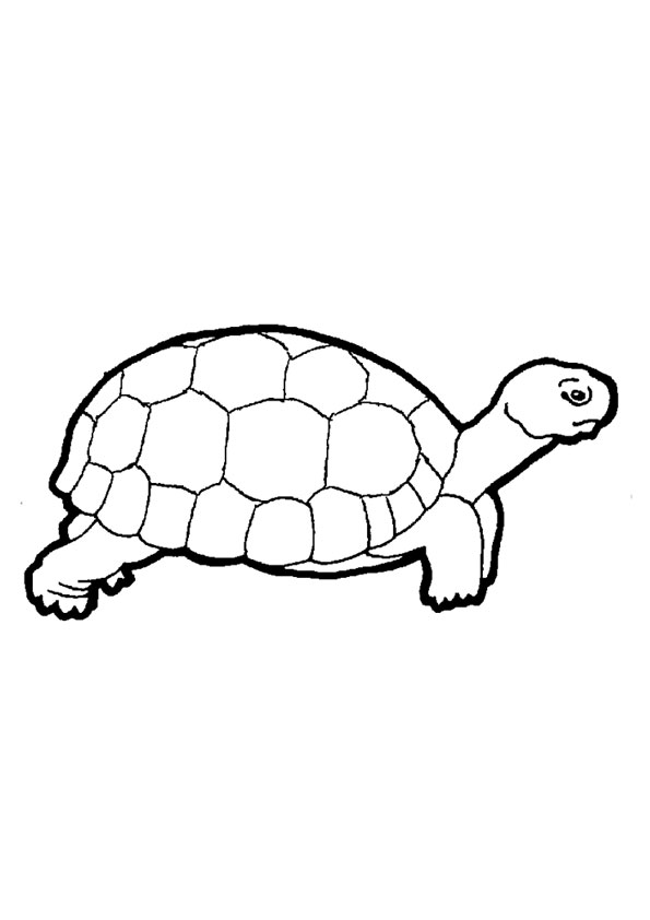 Coloring pages turtle coloring page