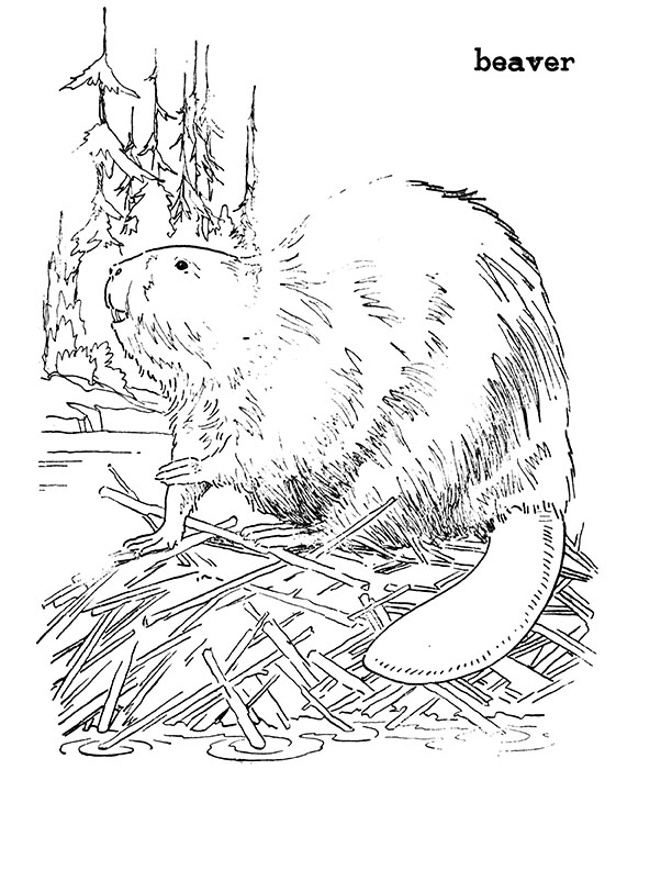 Forest animal coloring pages