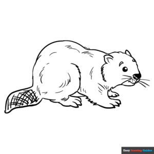 Beaver coloring page easy drawing guides