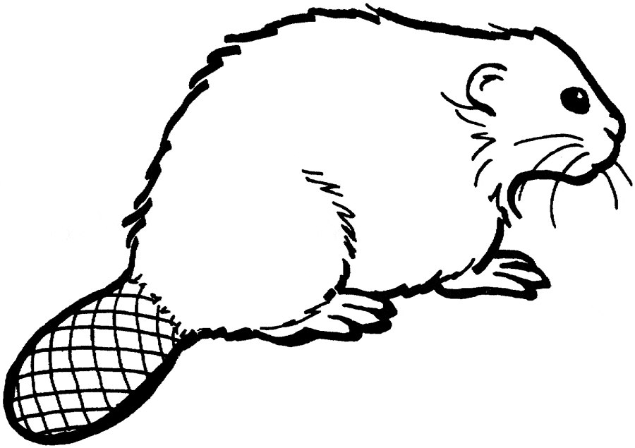 Coloring page beaver â free printable downloads from