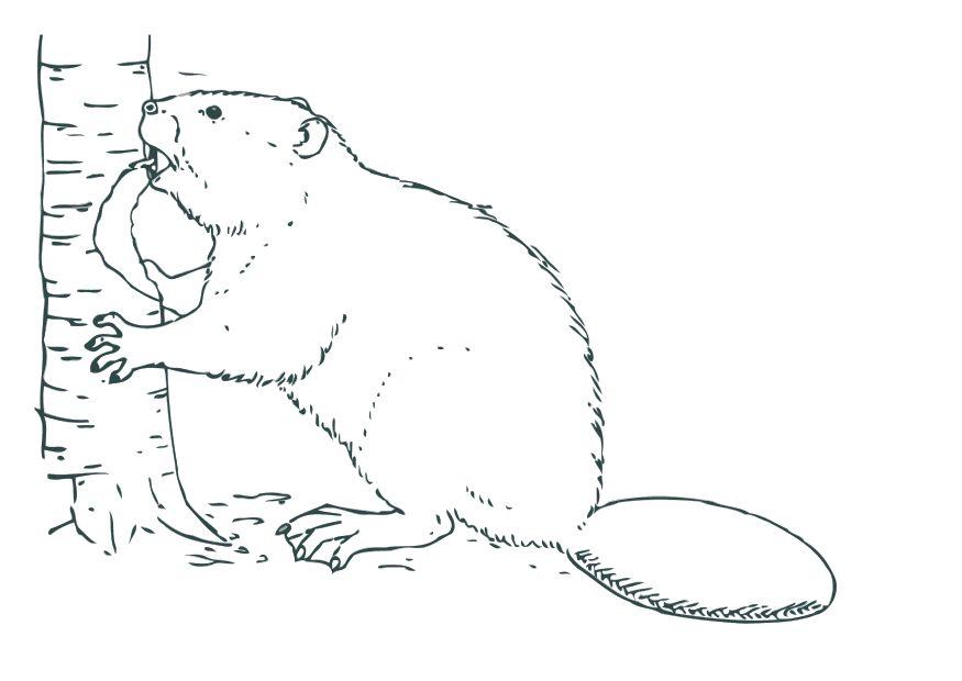 Coloring page beaver