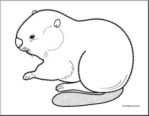 Clip art baby animals beaver kit coloring page i