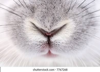 Rabbit nose images stock photos d objects vectors