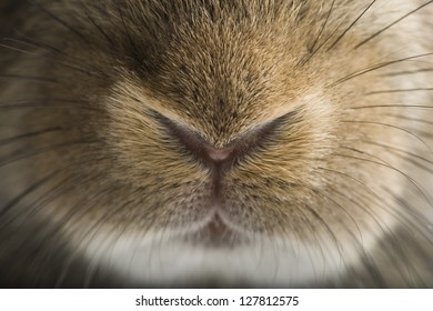 Rabbit nose images stock photos d objects vectors