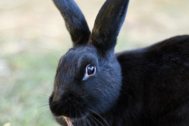 Signs of a healthy bunny best friends animal society