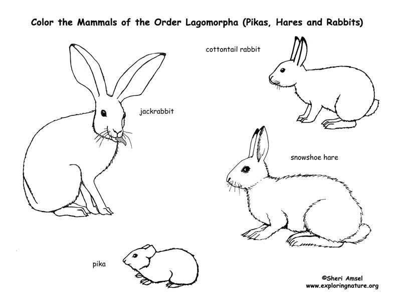 Rabbits hares and pikas lagomorphs coloring page