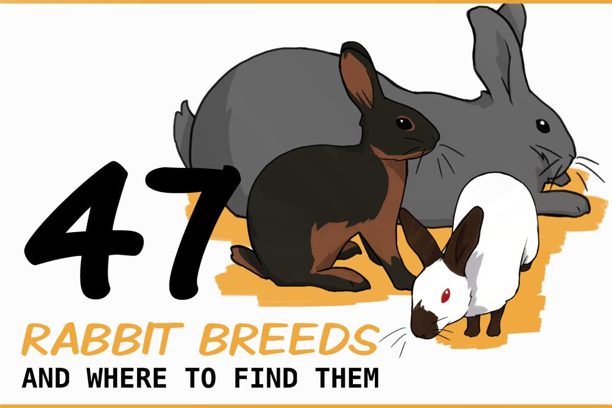 How to know the breed of your rabbit