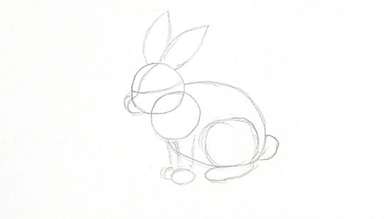 How to draw a bunny realistic and cartoon styles