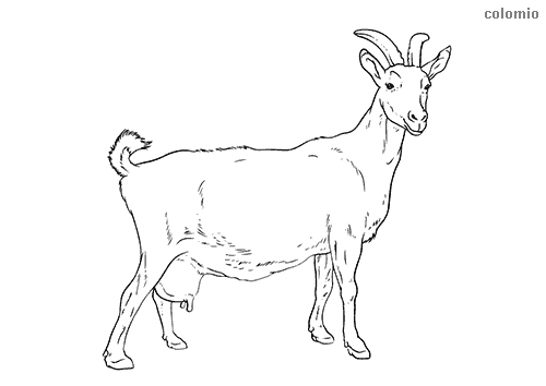 Goats coloring pages free printable goat coloring sheets