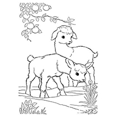 Top free printable goat coloring pages online