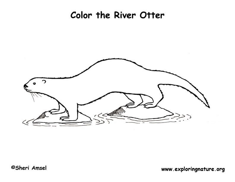 Otter river coloring page