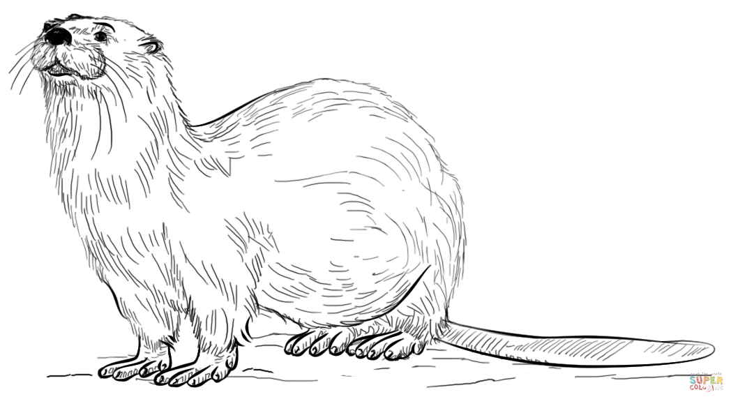 Realistic river otter coloring page free printable coloring pages