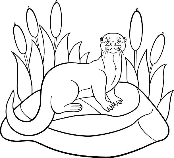 Coloring pages little cute otter stands on the stone stock illustration