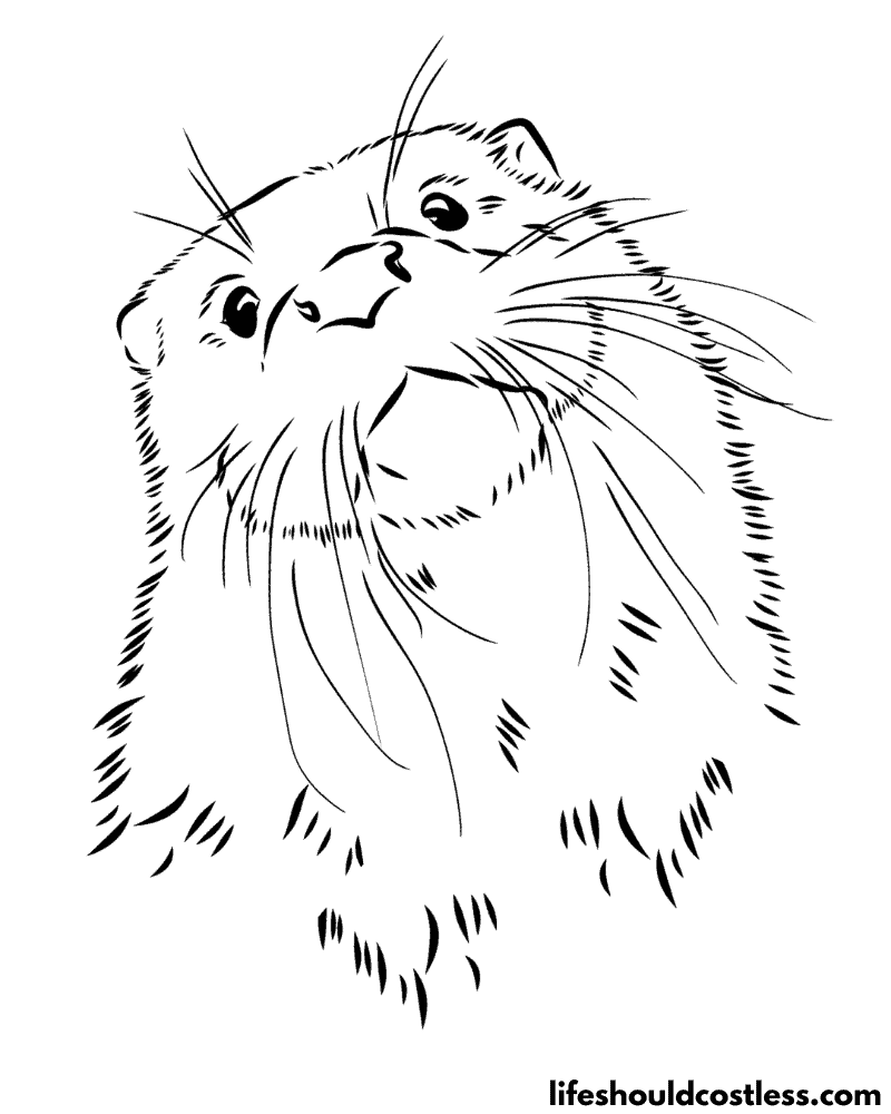 Otter coloring pages free printable pdf templates