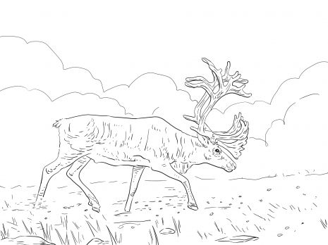 Migratory woodland caribou coloring page super coloring deer coloring pages animal coloring pages moose pictures