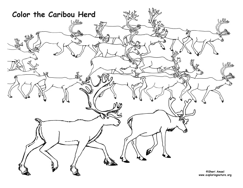 Caribou herd coloring page