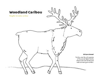 Species at risk colouring sheet woodland caribou by rachel sinn creative