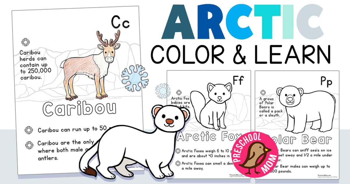 Arctic animal coloring pages