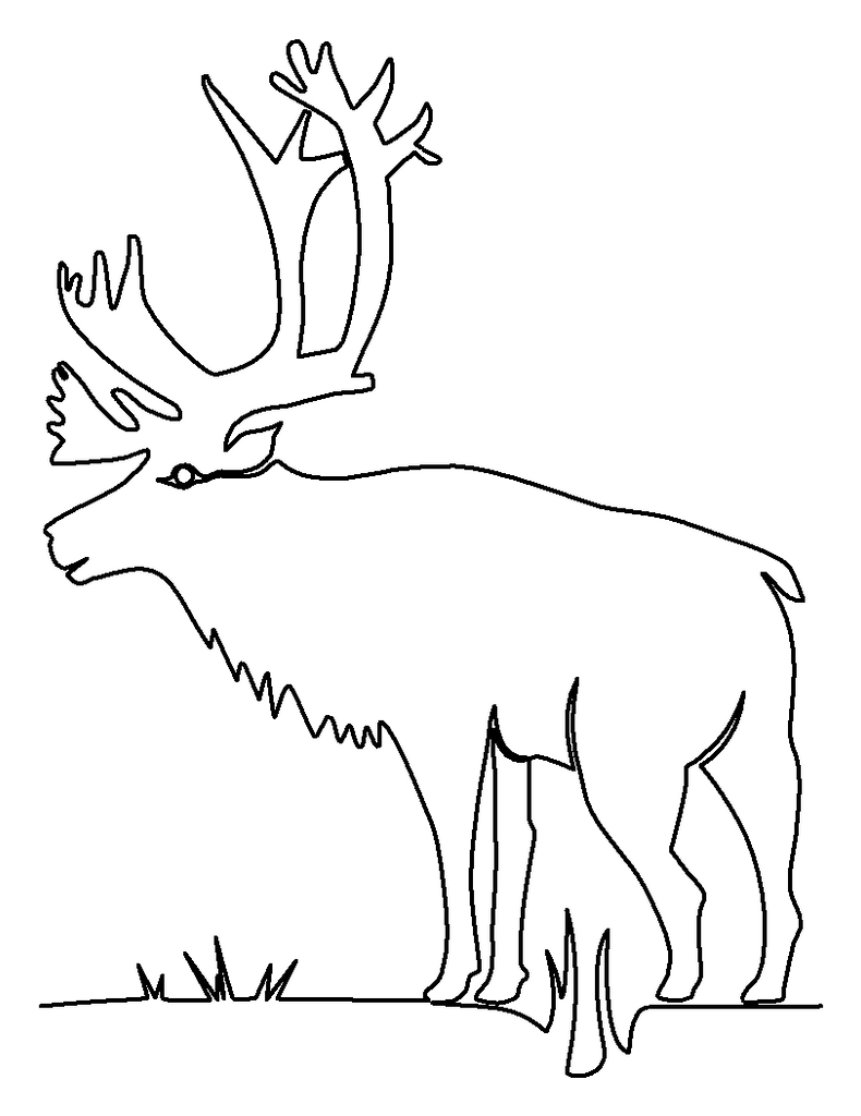 Caribou â