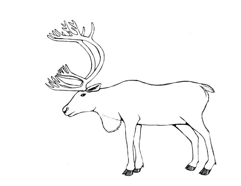 Coloring page caribou animals â printable coloring pages
