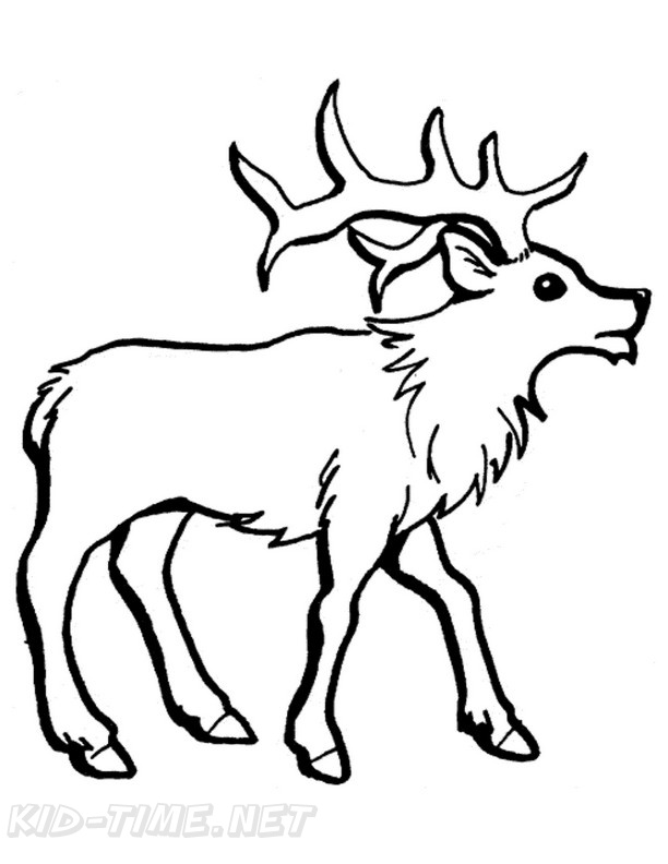 Reindeer caribou coloring book page