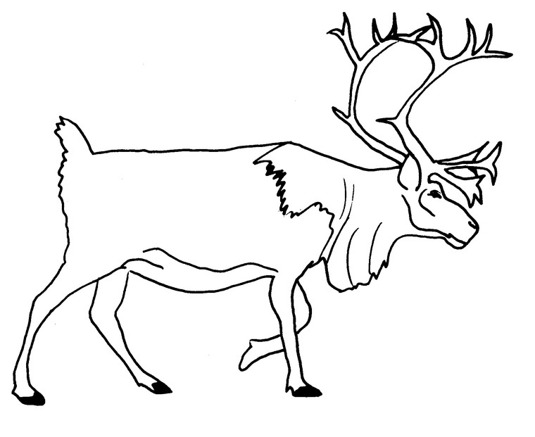 Coloring page animals